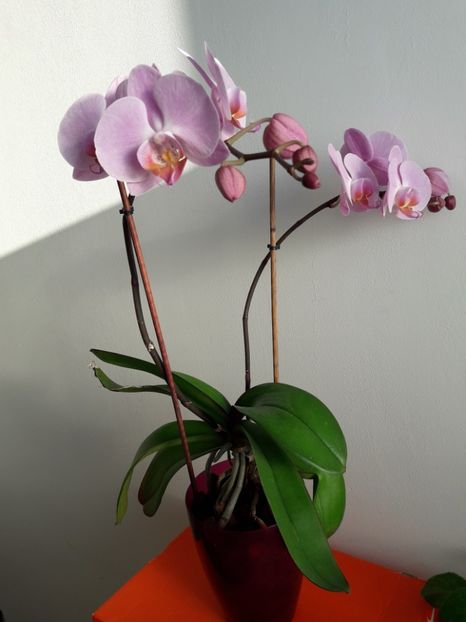  - Orhidee