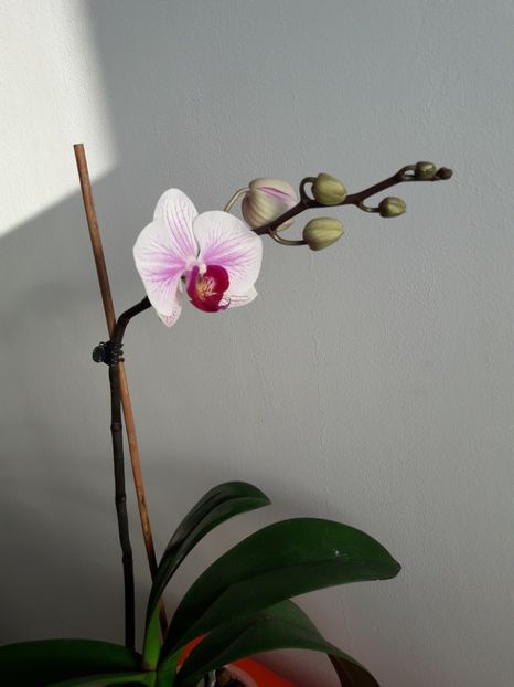  - Orhidee