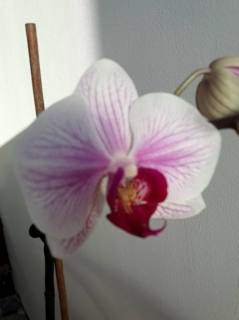  - Orhidee