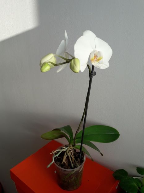  - Orhidee