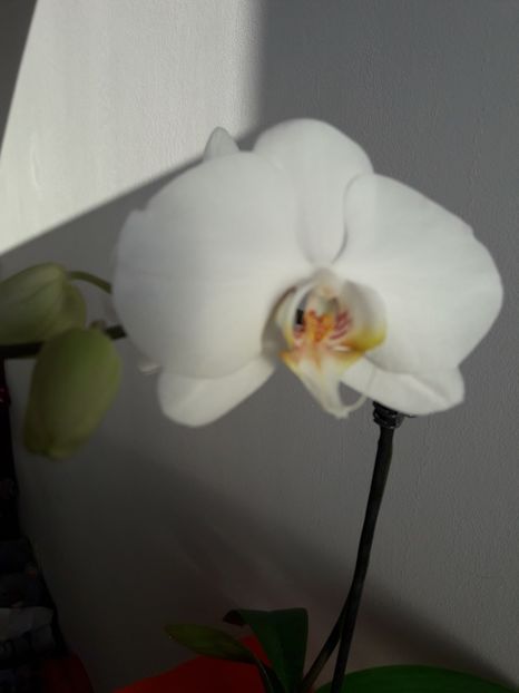  - Orhidee