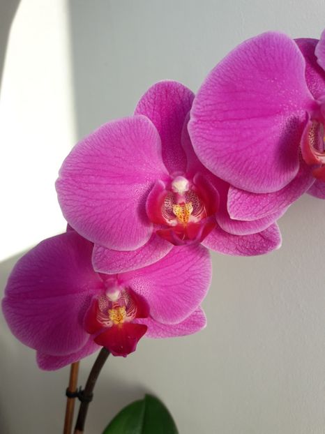  - Orhidee