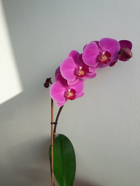  - Orhidee