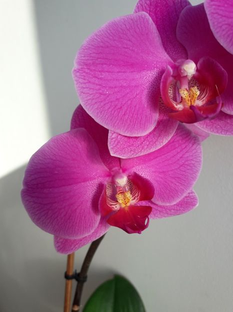  - Orhidee