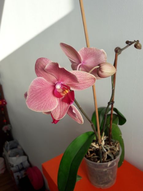  - Orhidee