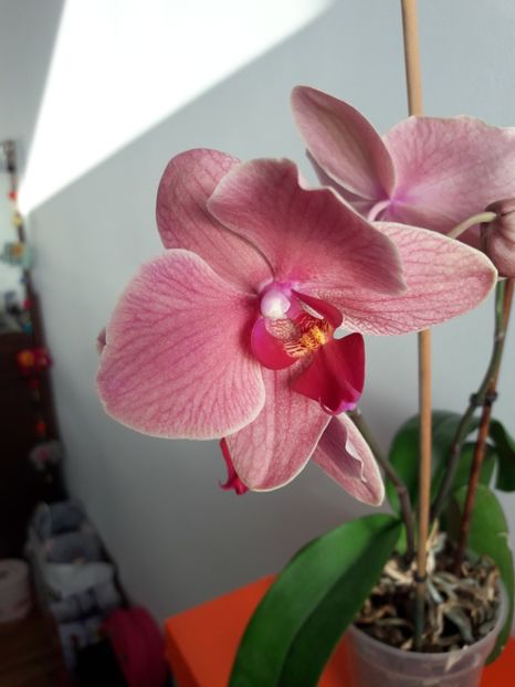  - Orhidee