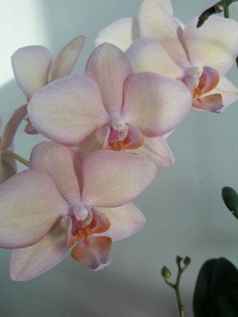  - Orhidee