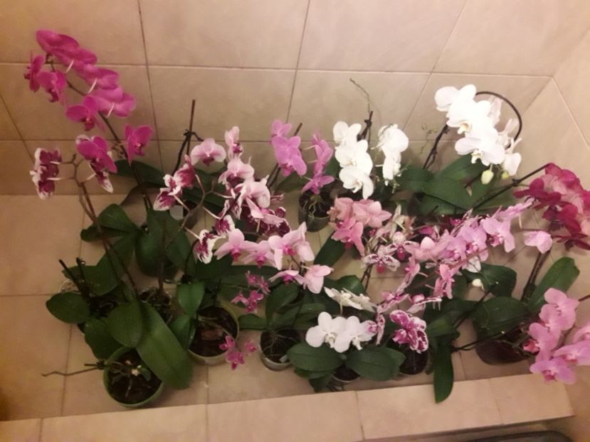  - Orhidee