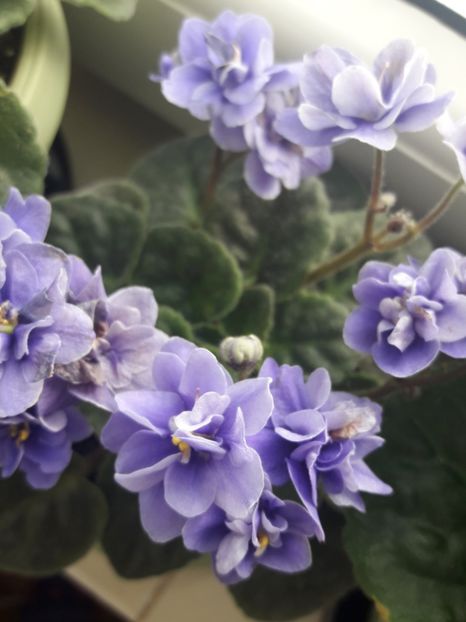  - violete