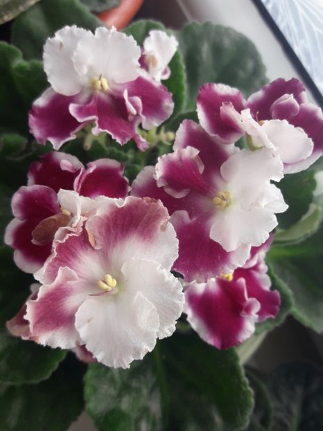  - violete