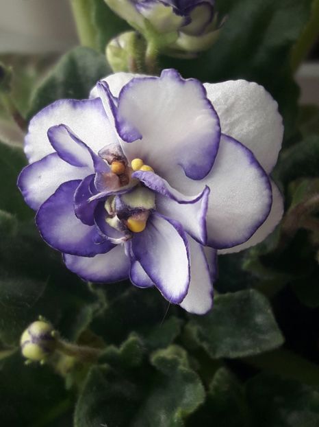  - violete