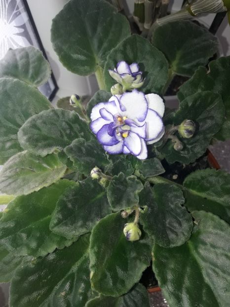  - violete