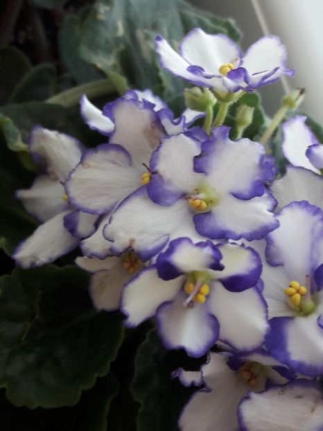  - violete