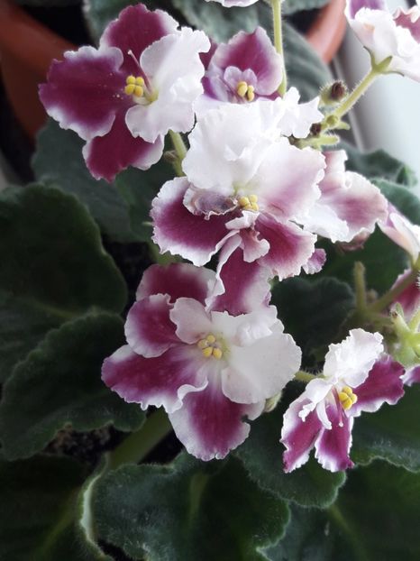  - violete