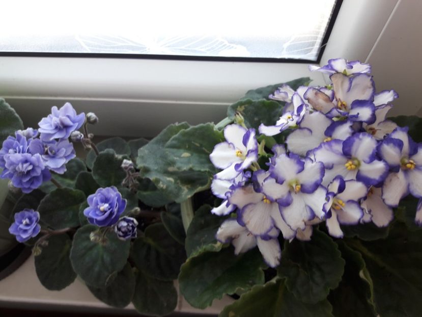  - violete