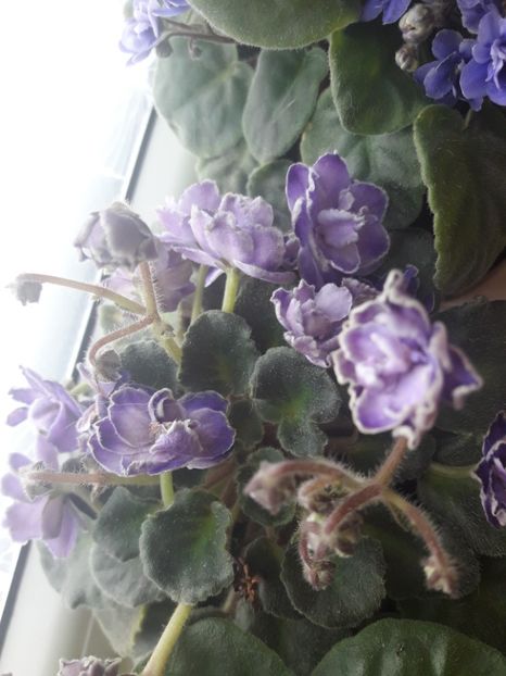  - violete