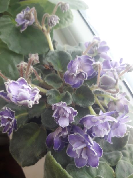  - violete