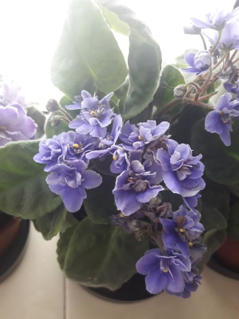  - violete
