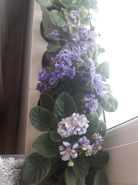  - violete