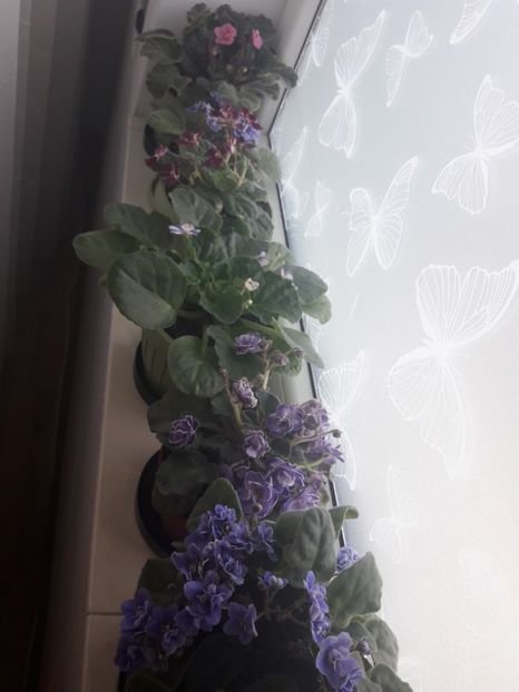  - violete