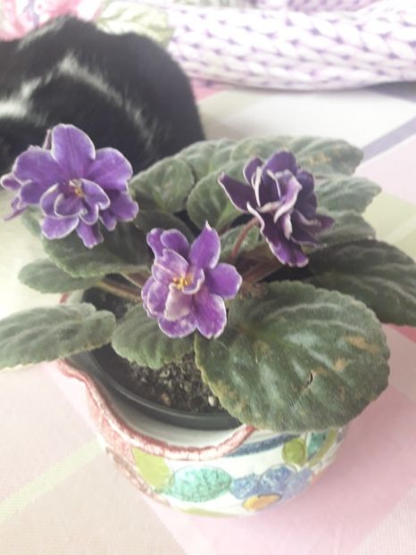  - violete