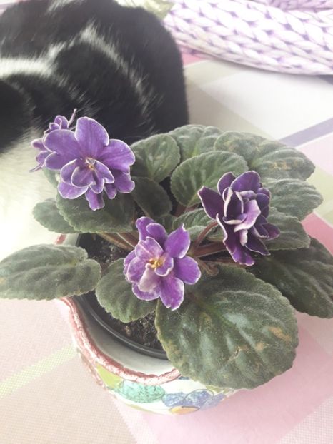  - violete
