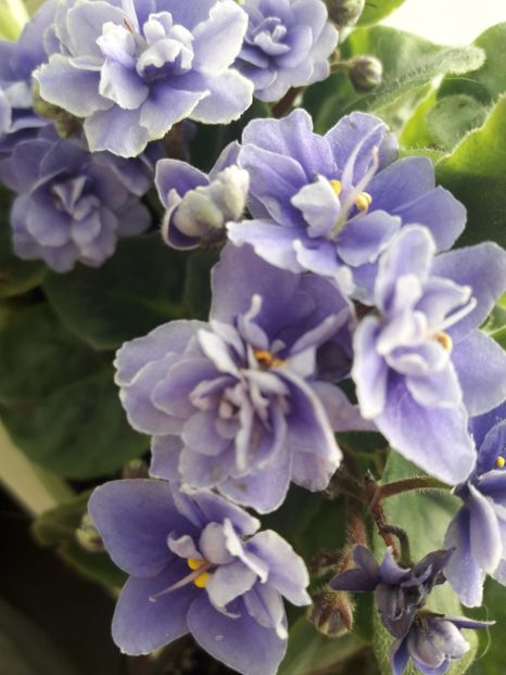  - violete