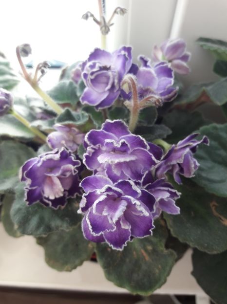 - violete