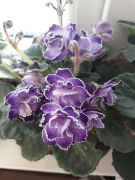  - violete