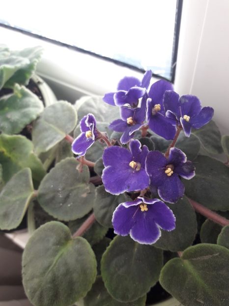  - violete