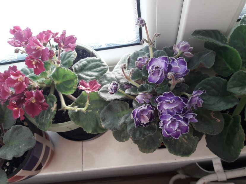  - violete