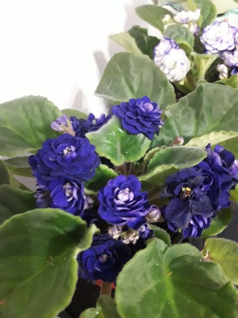 - violete