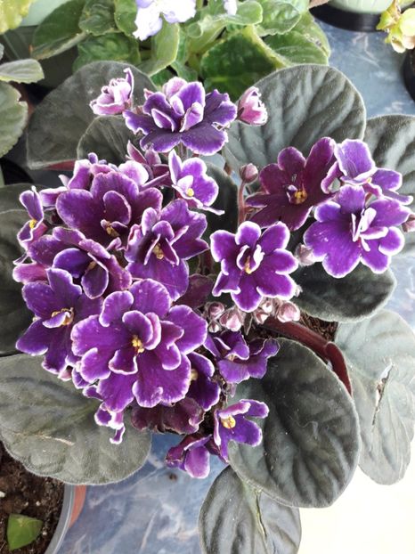  - violete