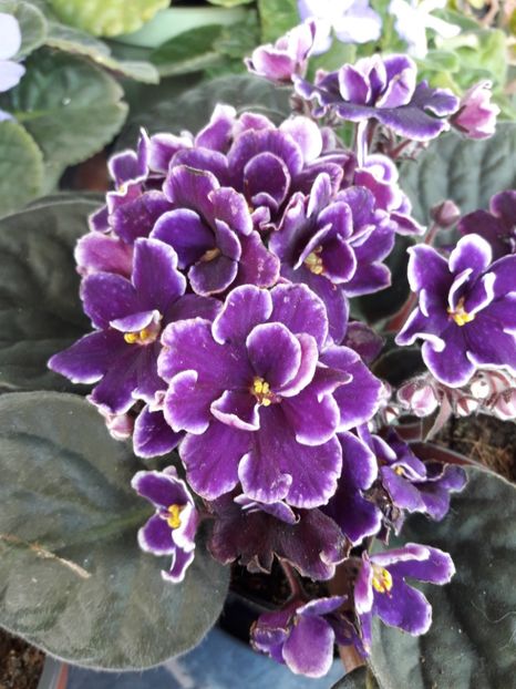  - violete