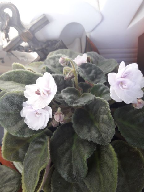  - violete
