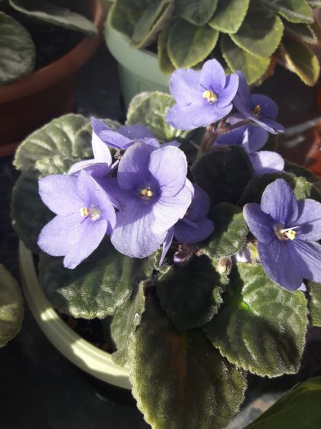  - violete