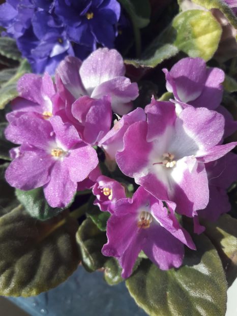  - violete