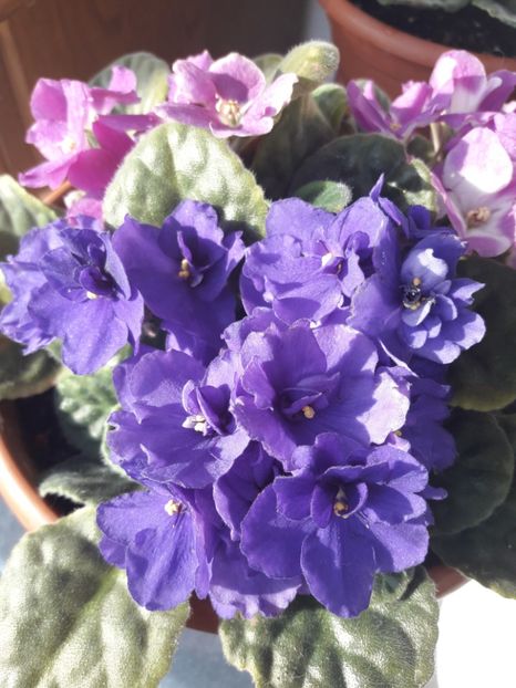  - violete