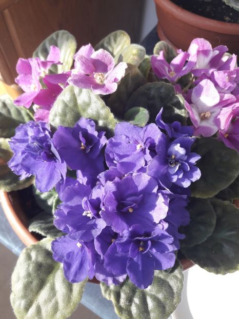  - violete