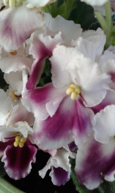  - violete