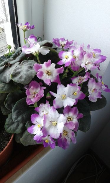  - violete