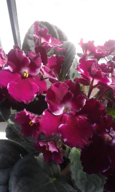 - violete