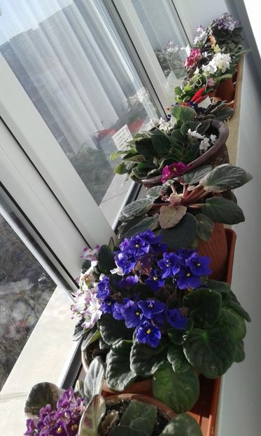  - violete