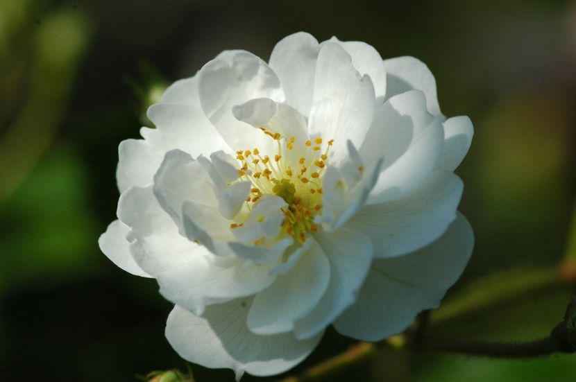 guirlande d amour-7 - GUIRLANDE D AMOUR