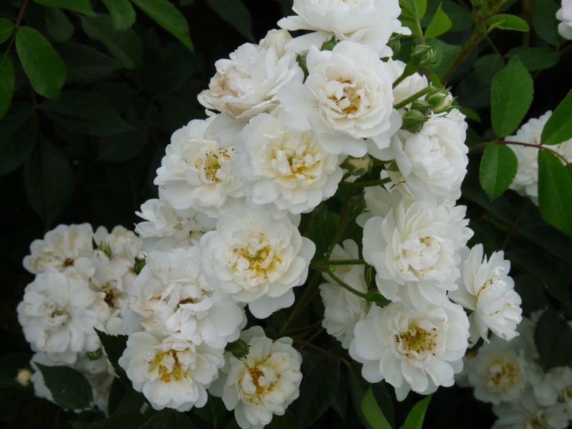 guirlande-d_amour_ - GUIRLANDE D AMOUR