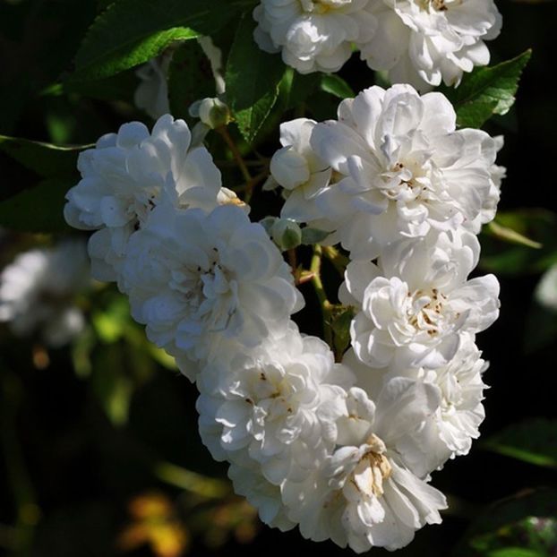 guirlande-d-amour - GUIRLANDE D AMOUR