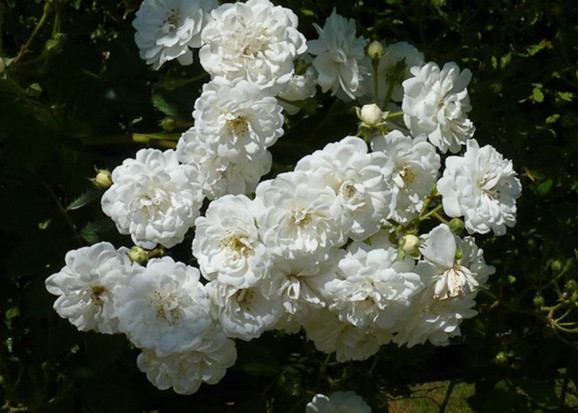 guirlande d amour-2 - GUIRLANDE D AMOUR