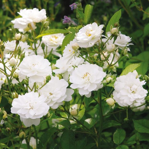 guirlande d amour-4 - GUIRLANDE D AMOUR