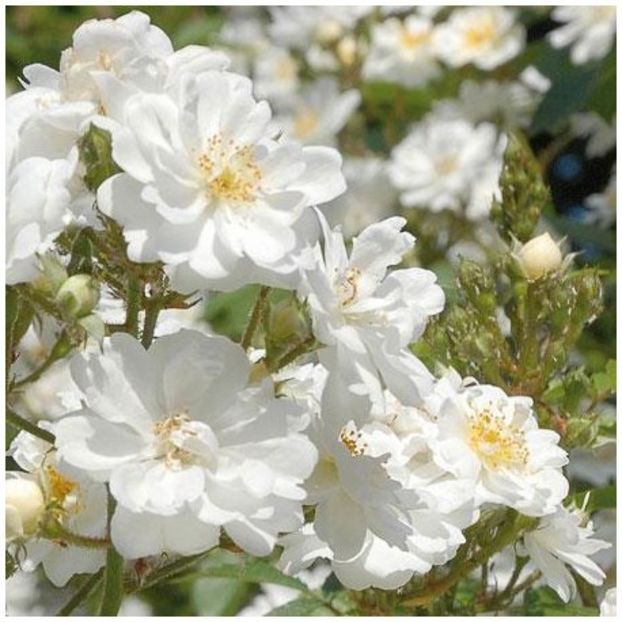 ROSIER-GUIRLANDE-D-AMOURR-RN - GUIRLANDE D AMOUR