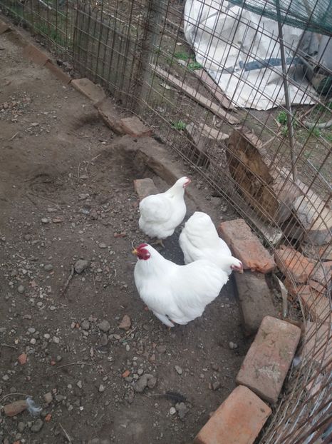  - Wyandotte pitic alb